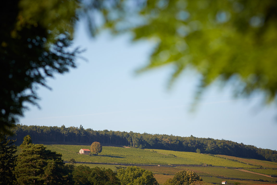 Corton Vineyards