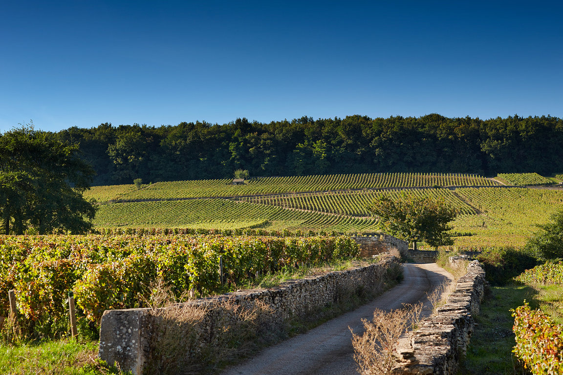 Corton Vineyards