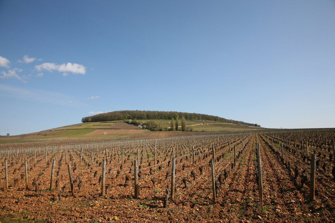 Corton Hillside