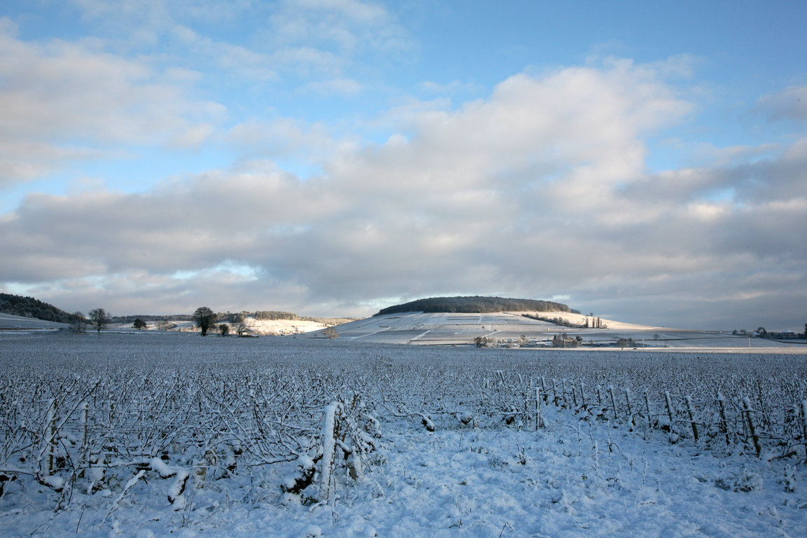 Corton Hillside
