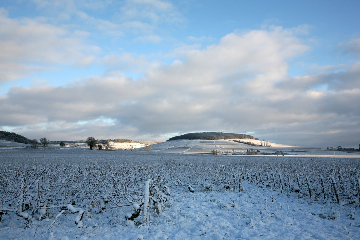 Corton Hillside