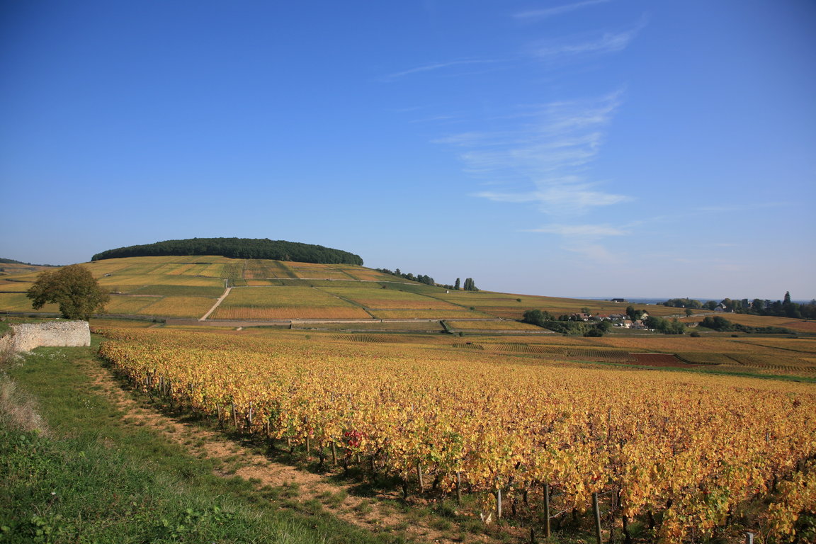 Corton Hillside