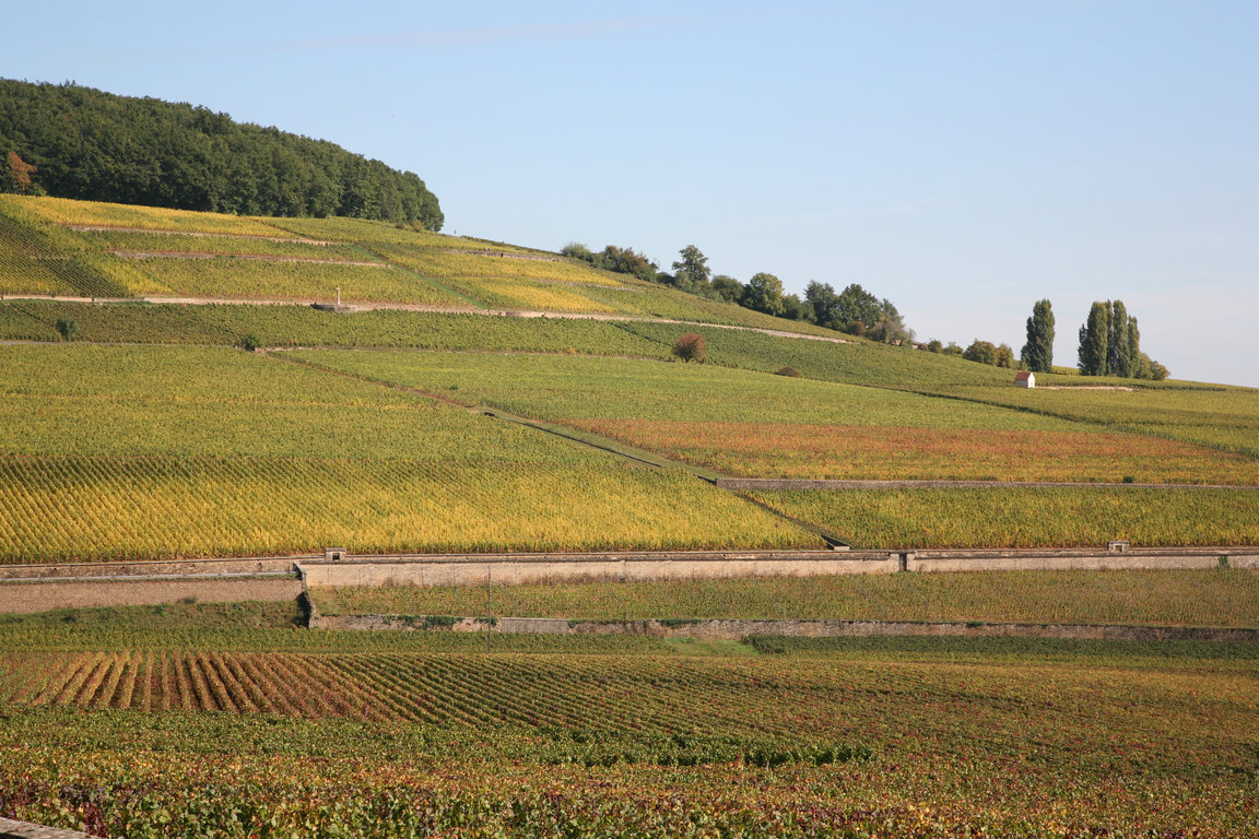 Corton Hillside