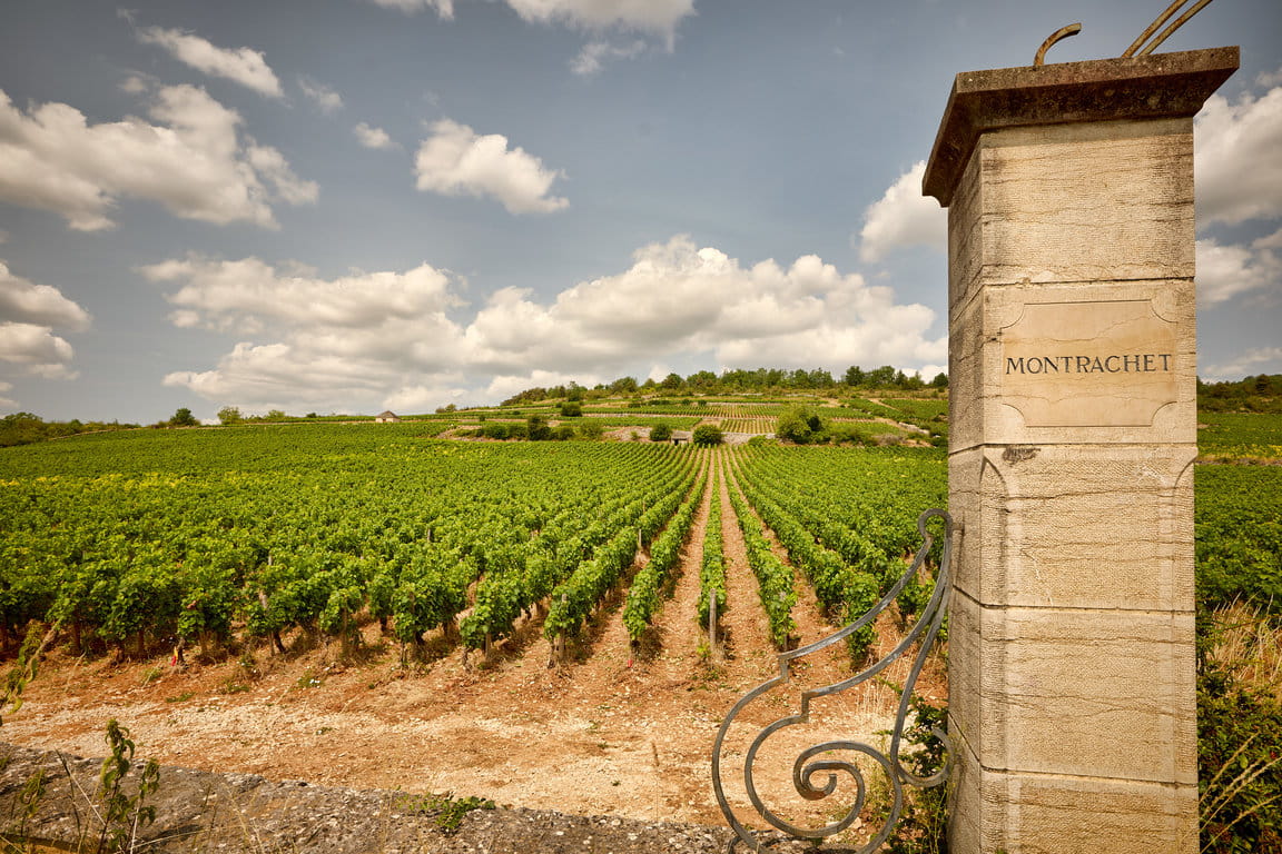 Montrachet Grand Cru plot