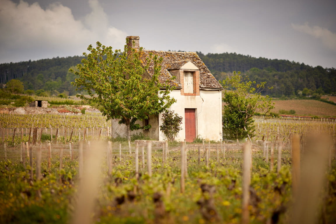 Beaune 1er Cru "Vignes Franches' plot