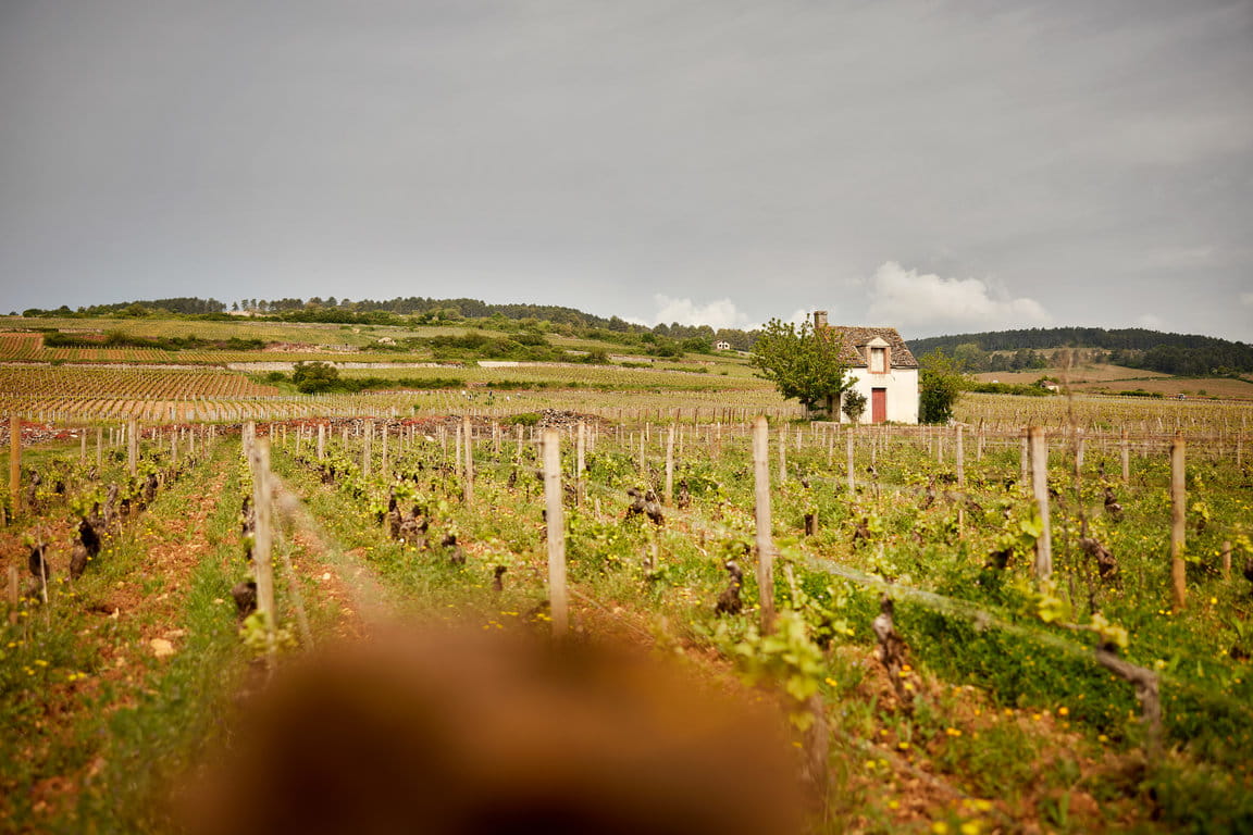 Beaune 1er Cru "Vignes Franches' plot