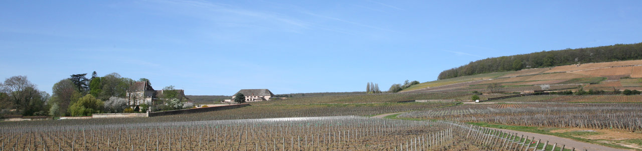 Corton