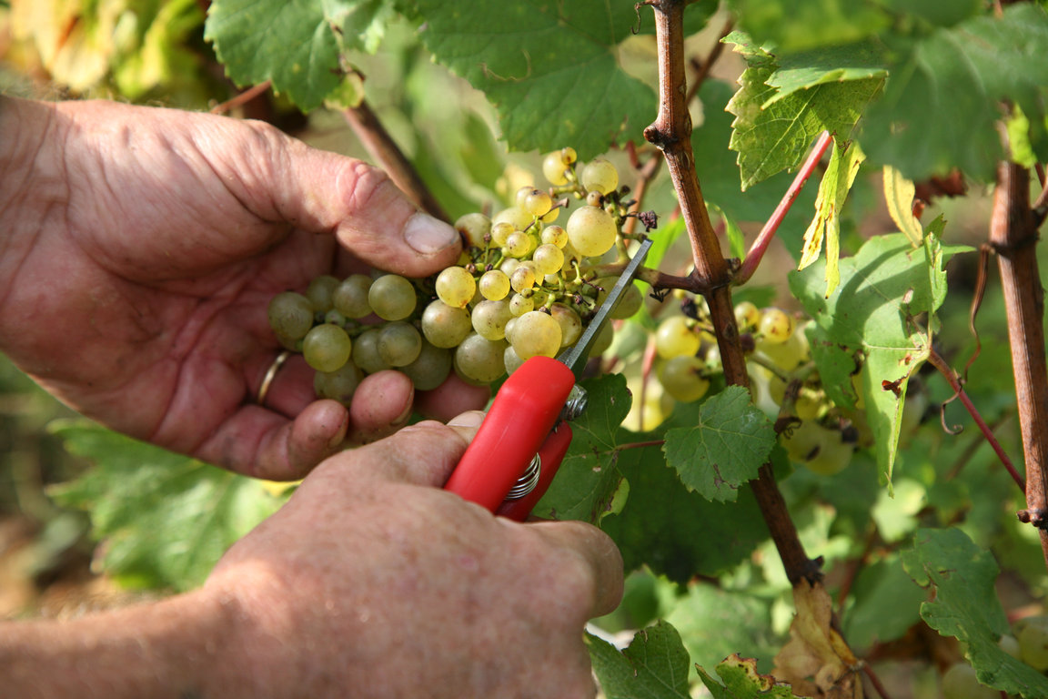 Vendanges