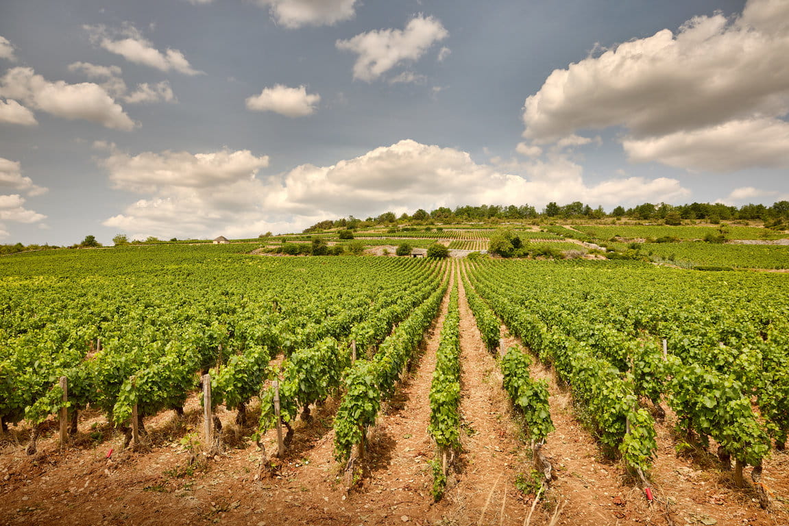 Parcelle de Montrachet Grand Cru